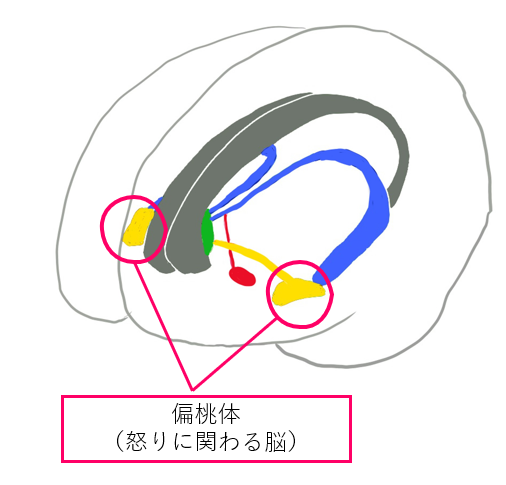 偏桃体， オッター医学図譜集様作成